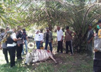 Warga Kecamatan Jorlang Hataran, Kabupaten Simalungun resah lantaran harimau masuk permukiman dan menyerang hewan ternak, Kamis (14/4/2022). Foto SINDOnews