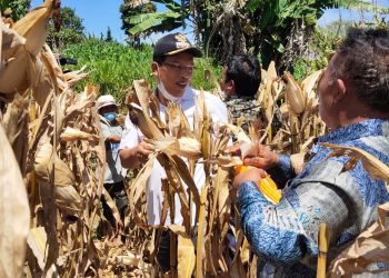 Bupati Dosmar Banjarnahor ikut serta melakukan panen raya tanaman jagung secara terpisah, di Desa Hutasoit I, dan Hutasoit II, Jumat (1/4/2022).