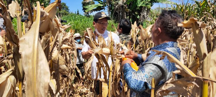 Bupati Dosmar Banjarnahor ikut serta melakukan panen raya tanaman jagung secara terpisah, di Desa Hutasoit I, dan Hutasoit II, Jumat (1/4/2022).