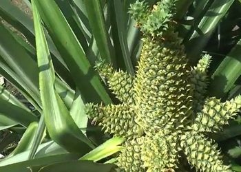 Viral Pohon Nanas Tumbuh dengan 13 Buah, Pemilik Sampai Bingung (Foto: iNews/Ulil Amri)