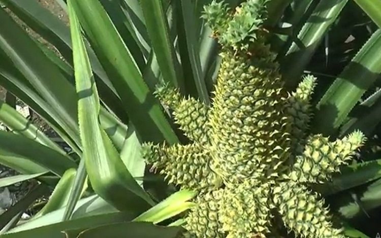 Viral Pohon Nanas Tumbuh dengan 13 Buah, Pemilik Sampai Bingung (Foto: iNews/Ulil Amri)