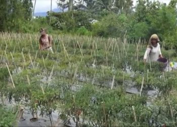 Rawan terjadi pencurian, petani di Kabupaten Madina, rela menjaga kebun cabainya 24 jam setiap hari. Foto/iNews TV/Ahmad Husein Lubis
