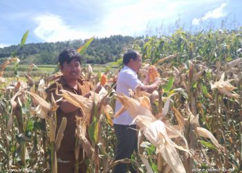 Bupati Humbahas, Dosmar Banjarnahor saat ikut merayakan panen jagung yang kedua kalinya dari hasil pertanian kelompok tani Martabe dan Tunas Baru, warga Desa Lobutua, Kecamatan Lintong Nihuta.