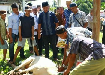 Bupati Simalungun, Radiapoh Hasiholan Sinaga, menyaksikan penyembelihan hewan qurban, Minggu (10/7/2022).