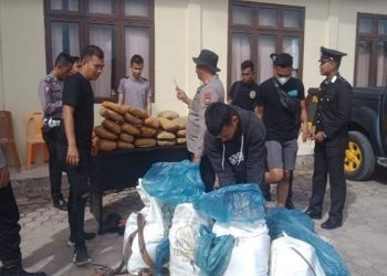 Sebanyak 100 kg ganja kering tak bertuan diamankan Polres Padang Lawas di di Desa Hutabaru Siundol Kecamatan Sosopan. Foto/SINDOnews/Zia Nasution