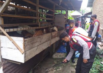 Satuan Samapta Polres Pematang Siantar semprotkan disinfektan ke kandang dan ternak sapi, Senin (25/7/2022) pagi tadi, pukul 09.00 WIB.