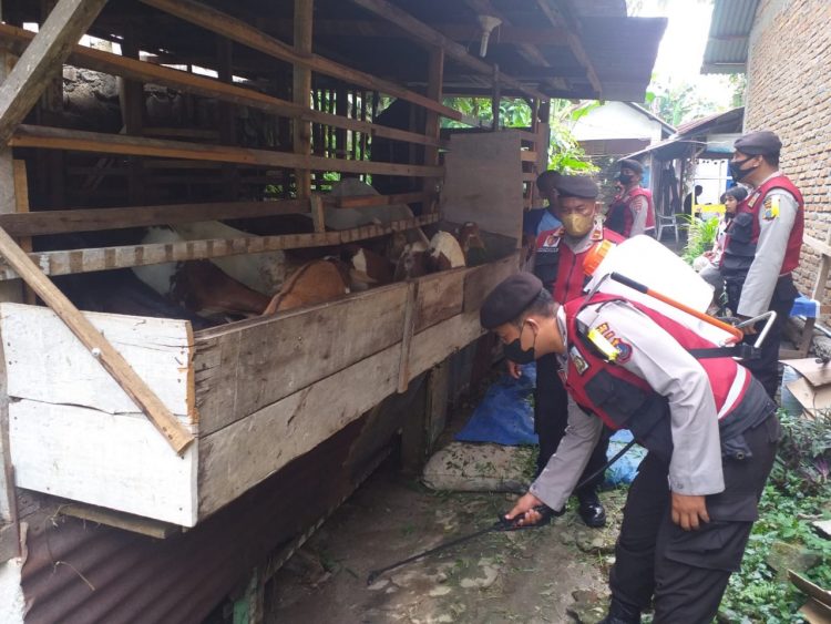 Satuan Samapta Polres Pematang Siantar semprotkan disinfektan ke kandang dan ternak sapi, Senin (25/7/2022) pagi tadi, pukul 09.00 WIB.