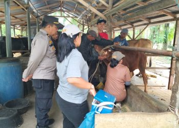 Polres Simalungun monitoring penyuntikan 100 ekor hewan ternak lembu yang belum terjangkit penyakit mulut dan kuku (PMK), di Nagori Maligas Tongah, Kecamatan Tanah Jawa, Kabupaten Simalungun, Selasa (26/7/2022), lalu.