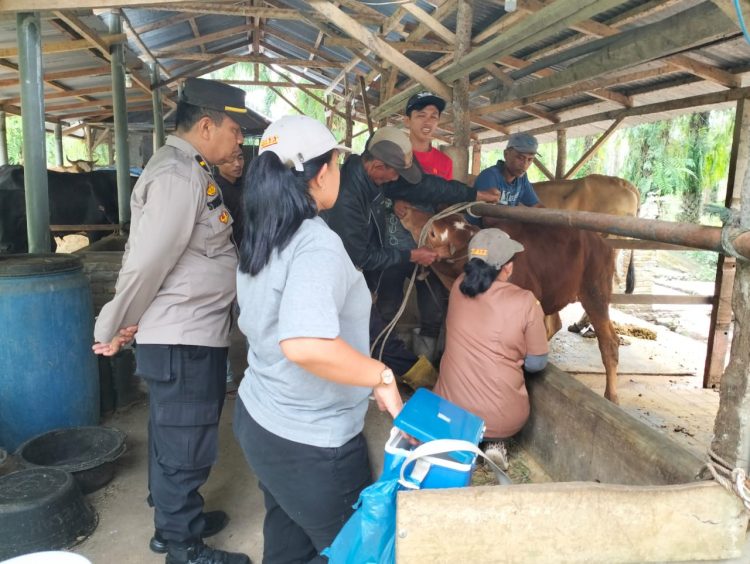 Polres Simalungun monitoring penyuntikan 100 ekor hewan ternak lembu yang belum terjangkit penyakit mulut dan kuku (PMK), di Nagori Maligas Tongah, Kecamatan Tanah Jawa, Kabupaten Simalungun, Selasa (26/7/2022), lalu.