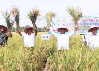 Bupati Simalungun, Radiapoh Hasiholan Sinaga, bersama Dandim 0207/Sml, Letkol Inf Roly Sahuoka, Deputi Litbang BKKBN RI, Rizal Maratua Damanik dan Anggota DPRD Simalungun, Benfri Sinaga, saat panen raya padi sawah kelompok tani Sipangan Bolon, Kelurahan Huta Bayuraja, Kabupaten Simalungun, Sumut, Jum’at (1/7/2022), lalu.