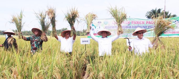 Bupati Simalungun, Radiapoh Hasiholan Sinaga, bersama Dandim 0207/Sml, Letkol Inf Roly Sahuoka, Deputi Litbang BKKBN RI, Rizal Maratua Damanik dan Anggota DPRD Simalungun, Benfri Sinaga, saat panen raya padi sawah kelompok tani Sipangan Bolon, Kelurahan Huta Bayuraja, Kabupaten Simalungun, Sumut, Jum’at (1/7/2022), lalu.