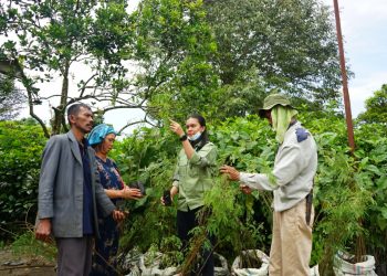 TPL bina petani kopi Sihaporas.