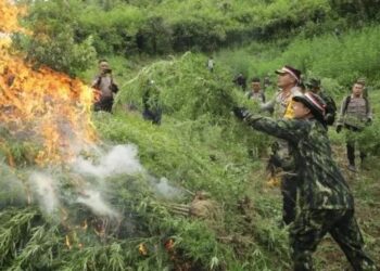 Temuan ladang ganja seluas 4 hektare di tiga tempat di Kabupaten Mandailing Natal, Sumut. [Dok.Istimewa]