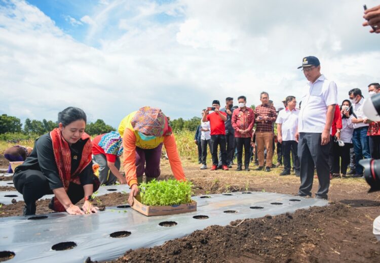 Ketua DPR RI, Puan Maharani besama rombongan menanam cabe di areal pertanian ‘Sopo Marpadot’.