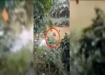 Seorang perempuan di Dusun Sungai Kunkun, Desa Sundutan, Natal, Mandailing Natal (Madina), Sumatera Utara tewas dimangsa buaya. iNews TV/Husein