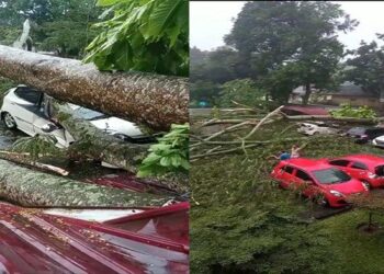 Sebuah pohon berukuran besar di RSUP Adam Malik Medan tumbang menimpa empat unit mobil yang ada diparkiran rumah sakit tersebut, Senin (26/9/2022), sore. HO/Tribun Medan