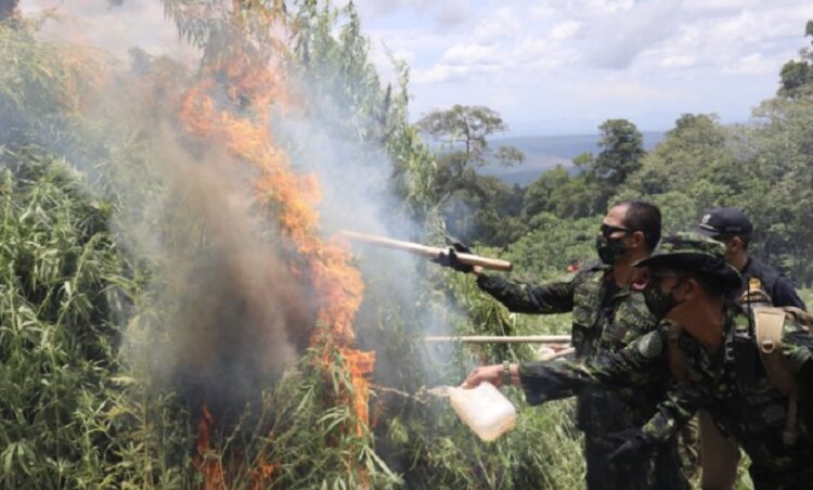 BNN bersama aparat gabungan memusnahkan 2 hektare ladang ganja di Aceh Besar. Sekitar 10 ton ganja hangus terbakar. (Foto: BNN via Antara)