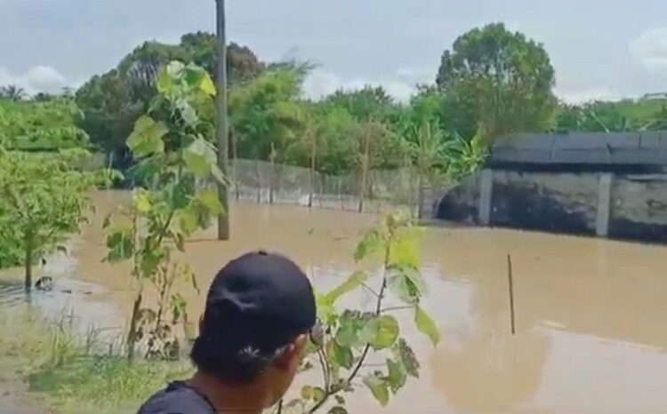 Tembok penangkaran buaya di Batu Bara, Sumatra Utara (Sumut) jebol diterjang banjir. (Foto: iNews/Fadly Pelka)