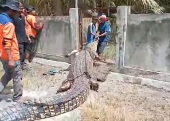 Buaya sepanjang 4 meter diduga menerkam perempuan berusia 19 tahun di Mamuju (Foto: iNews)