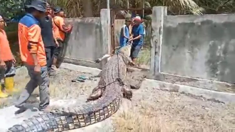 Buaya sepanjang 4 meter diduga menerkam perempuan berusia 19 tahun di Mamuju (Foto: iNews)