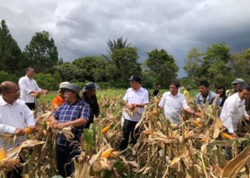 Bupati Humbahas, Dosmar Banjarnahor, saat panen jagung bersama Kelompok Tani (Poktan) Pea Sigaol, Rabu (11/1/2023), di Desa Hutasoit II, Kecamatan Lintongnihuta.