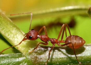 Foto ilustrasi semut. (Int)