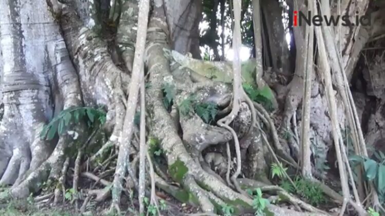 Kisah di Balik Kuburan di Atas Pohon Samosir, Sang Raja Kehilangan Anak Kesayangan (Foto: iNews)