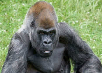 Gorila/Twitter @ZooATL