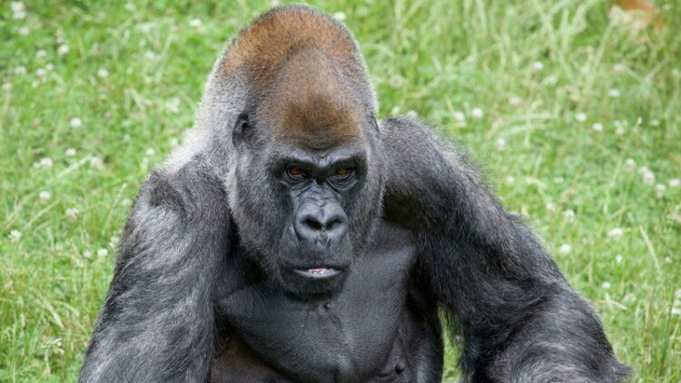 Gorila/Twitter @ZooATL