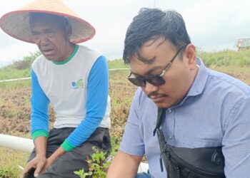 Ketua Kelompok Tani Ria Bersinar, Haposan Siregar (Pakai Topi Caping/Petani) saat diwawancarai wartawan, disela panen kentang di lokasi Food Estate Desa Riaria, Kecamatan Pollung.