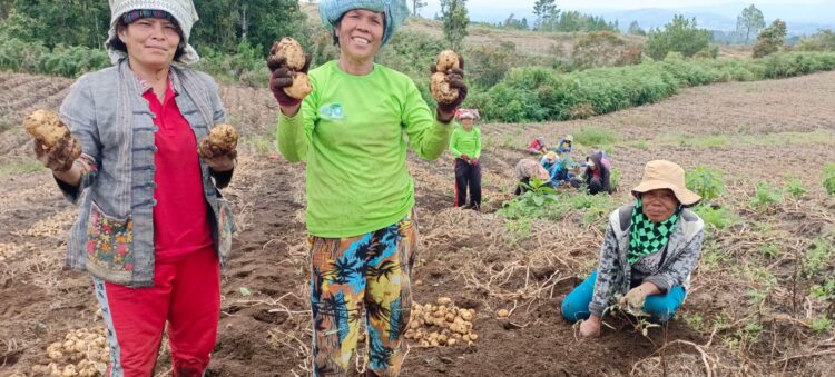 Selain untungkan petani, Food Estate Humbahas juga ciptakan lapangan pekerjaan bagi masyarakat.