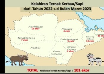Kelahiran Ternak Sapi dan Kerbau hasil Kawin Suntik di Kabupaten Humbahas hingga Maret 2023 mencapai 101 ekor. (foto tangkapan layar)