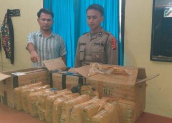 Barang bukti ganja kering tengah diamankan di Mapolres Taput, Selasa (18/4/2023).