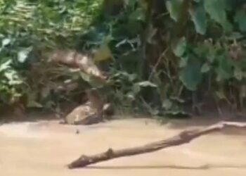 Warga saat menangkap buaya yang gigit ibu dan anak di Labura. (Foto: Istimewa)