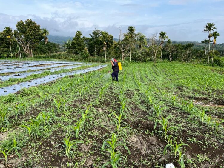 Petani di kawasan Food Estate, Desa Ulumerah, Kecamatan Sitellu Tali Urang Julu, tampak melakukan pemupukan dan penyemprotan tanaman jagung di atas areal seluas lima hektare yang telah ditanam jagung.