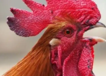 Foto ilustrasi ayam berkokok. (Int)