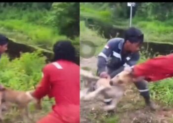 Foto: Pria di Nunukan membuang anjing ke sungai hingga diterkam buaya. (dok.Istimewa)