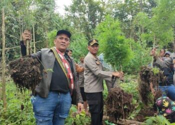Petugas Polres Karo menemukan ladang ganja di Tahura perbatasan Kabupaten Karo dengan Kabupaten Langkat, Rabu (26/7/2023). TRIBUN MEDAN/M NASRUL SARAGIH