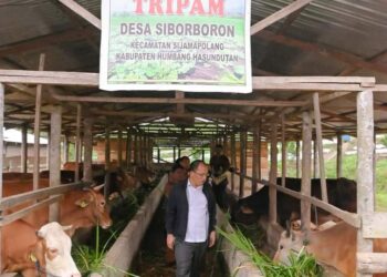 Bupati Humbahas, Dosmar Banjarnahor, SE, meninjau peternakan sapi milik Kelompok Tani Dosroha Marade, di Desa Sipituhuta, Kecamatan Pollung, Senin (17/7/2023).