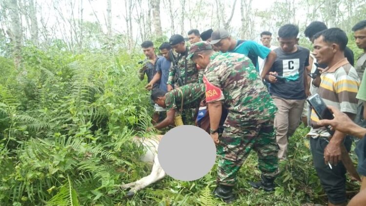 Diduga Diserang Harimau Sumatera, 2 Sapi Warga Madina Mati Mengenaskan, 1 Hilang (Foto: iNews/Liansah)