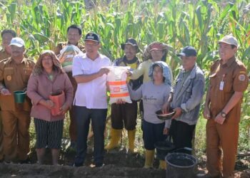 Bupati Humbahas, Dosmar Banjarnahor, SE, menanam jagung bersama KT (Kelompok Tani) Serasi, di Desa Pearung Silali, Kecamatan Paranginan, Senin (24/7/2023).