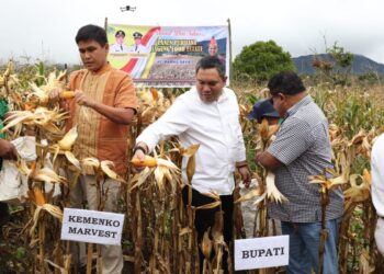 Bupati Pakpak Bharat, Franc Bernhard Tumanggor, bersama masyarakat petani food estate dan offtaker (PT.Parna Raya) melakukan panen perdana tanaman jagung, di lahan food estate, Desa Ulumerah, Kecamatan Sitellu Tali Urang Julu, Selasa (01/08/2023).