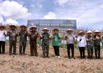 Danrem 023/KS (Kawal Samudera), Kolonel Inf Lukman Hakim bersama Forkopimda Humbahas, panen raya jagung, di Desa Hutasoit I, Kecamatan Lintongnihuta, Rabu (30/8/2023) lalu.