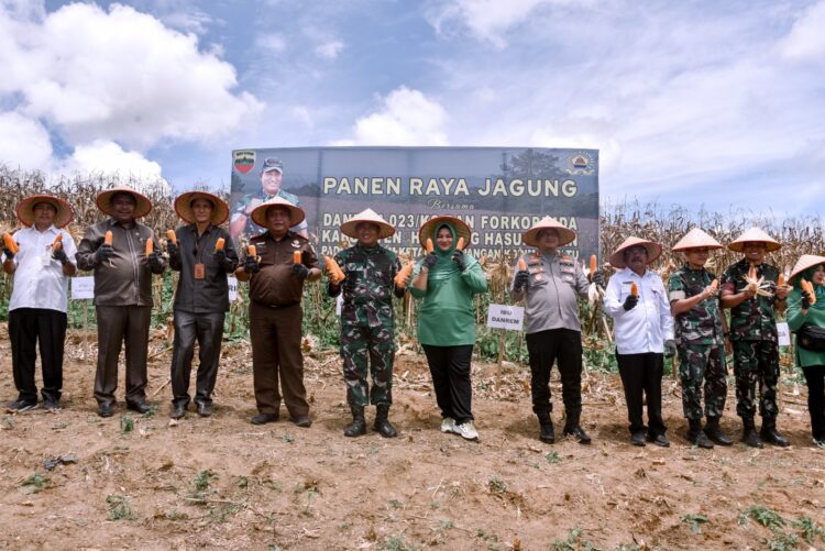 Danrem 023/KS (Kawal Samudera), Kolonel Inf Lukman Hakim bersama Forkopimda Humbahas, panen raya jagung, di Desa Hutasoit I, Kecamatan Lintongnihuta, Rabu (30/8/2023) lalu.