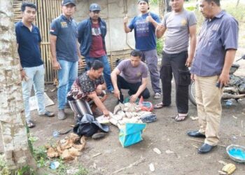 Petugas Polsek Tigalingga saat memeriksa bungkusan ganja yang ditemukan di satu gubuk tak jauh dari ladang ganja milik pasangan suami istri MS dan HG. HO