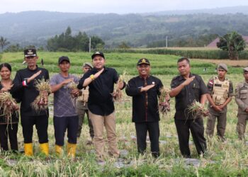 Bupati Pakpak Bharat, Franc bernhard Tumanggor saat panen perdana bawang merah milik petani, Anto Cibro, di Desa Traju, Kamis (14/09/2023).