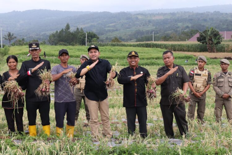 Bupati Pakpak Bharat, Franc bernhard Tumanggor saat panen perdana bawang merah milik petani, Anto Cibro, di Desa Traju, Kamis (14/09/2023).