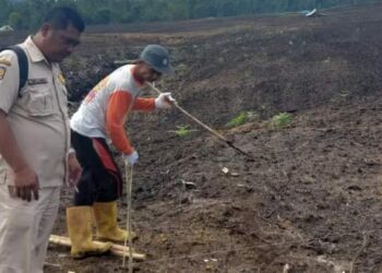 Para petani kembali  melakukan penanaman jagung tahap ke-2, di areal  lahan food estate, Desa Ulumerah, Kecamatan Sitellu Tali Urang Julu, Kabupaten Pakpak Bharat, Senin (18/09/2023).