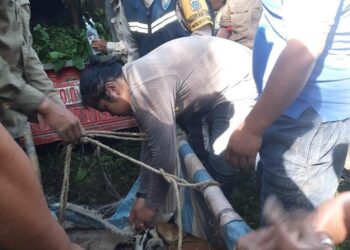 Polsek Dolok Panribuan dan Balai Konservasi Sumber Daya Alam (BKSDA) Pematang Siantar mengevakuasi seekor Harimau Sumatera yang terjerat perangkap babi hutan milik warga di Dolok Panribuan, Kabupaten Simalungun, Selasa (24/10/2023).