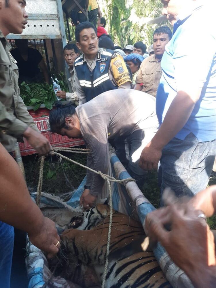 Polsek Dolok Panribuan dan Balai Konservasi Sumber Daya Alam (BKSDA) Pematang Siantar mengevakuasi seekor Harimau Sumatera yang terjerat perangkap babi hutan milik warga di Dolok Panribuan, Kabupaten Simalungun, Selasa (24/10/2023).